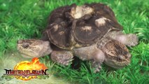 Kim Atienza gives a trivia about common snapping turtle | Matanglawin