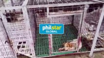 Around 100 stray dogs to be euthanized now up for adoption