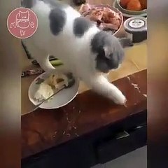 Next top model phiên bản phụ hồ