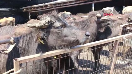 BURSA SÜT İNEKLERİNİ SATIP MANDA YETİŞTİRİCİLİĞİNE YÖNELDİ