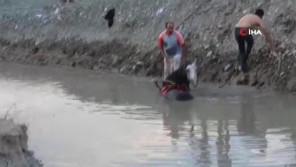 Nehir yatağına düşen atı itfaiye ekipleri kurtardı