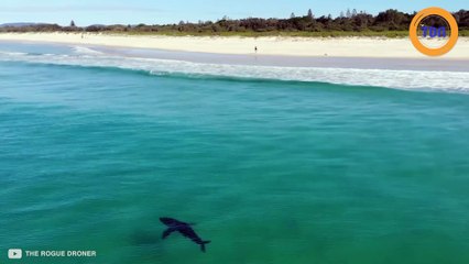 Un grand requin blanc nage près des surfeurs en Australie