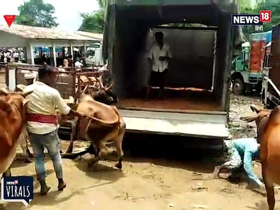 VIRAL VIDEO: बैल की ज़ोरदार लात से 8 फीट दूर जा गिरा शख्स