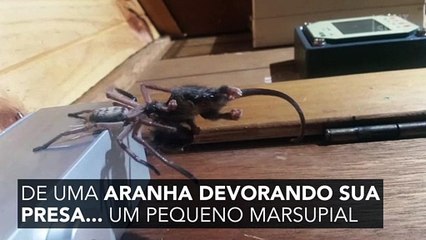 Cena incrível na Austrália: uma aranha devorando um marsupial