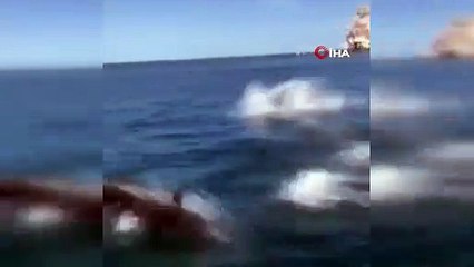 Tekne turundaki turistlere Yunus şov