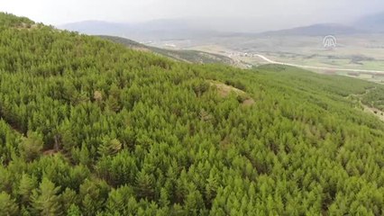 Ormanın "prensesi" Ülkü'nün zorlu mesaisi