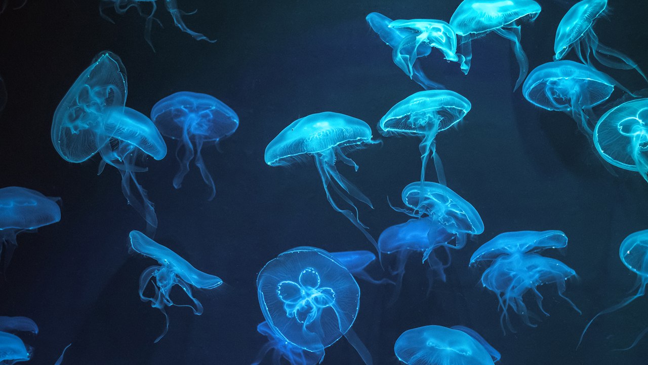 Unglaubliche Fakten Über Quallen!