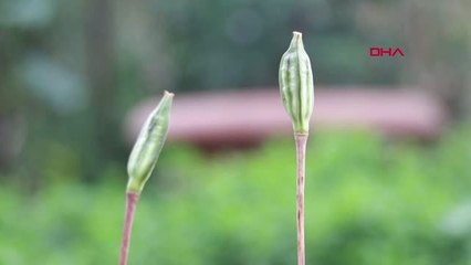 AMASYA 123 YIL ARADAN SONRA ANA YURDUNDA AÇAN 'YİTİK LALE'Yİ DOLU VURDU