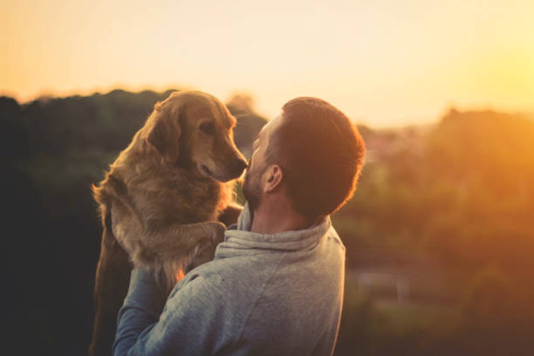 Dogs Feel When You're Upset and They Want to Help
