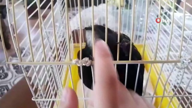 Ebabil kuşu Erzurumlu vatandaşın evine sığındı