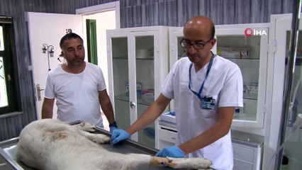 Vicdansız sürücü çarpıp olay yerinde bıraktı, Büyükşehir hayata döndürdü