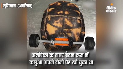 कछुए के लिए वेटरनरी डॉक्टर्स ने बनाई स्पेशल व्हीलचेयर