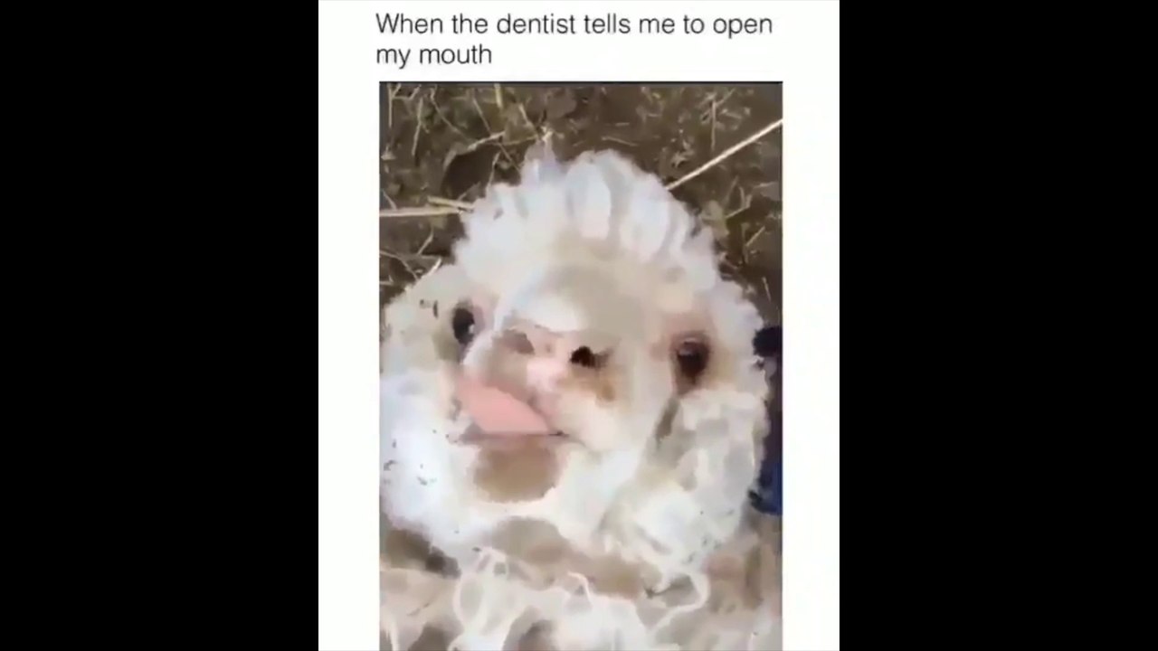 When the Dentist tells you to open your mouth funny  + Mary had a Little Lamp (SHEEP  VERSION) piano tutorial ||Top  Nursery rhymes || Latest videos || Crossover memes Funny Hilarious music tutorials