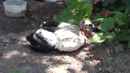 ERZİNCAN Yuvadan düşen yavru leylekler yerine koyuldu