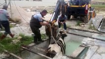 Siirt’te bir iş yerinin havuzuna düşen inek itfaiye ekiplerince kurtarıldı
