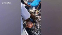 Fishermen rescue two sea turtles trapped in floating rubbish off Thailand
