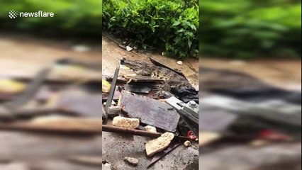 5-foot-long crocodile spotted at factory in central China after rainstorm