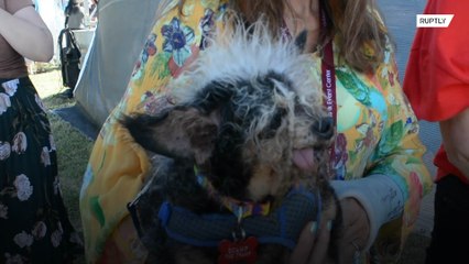 ‘A special type of ugly’ - Scamp the Tramp crowned champ of the manky mongrels