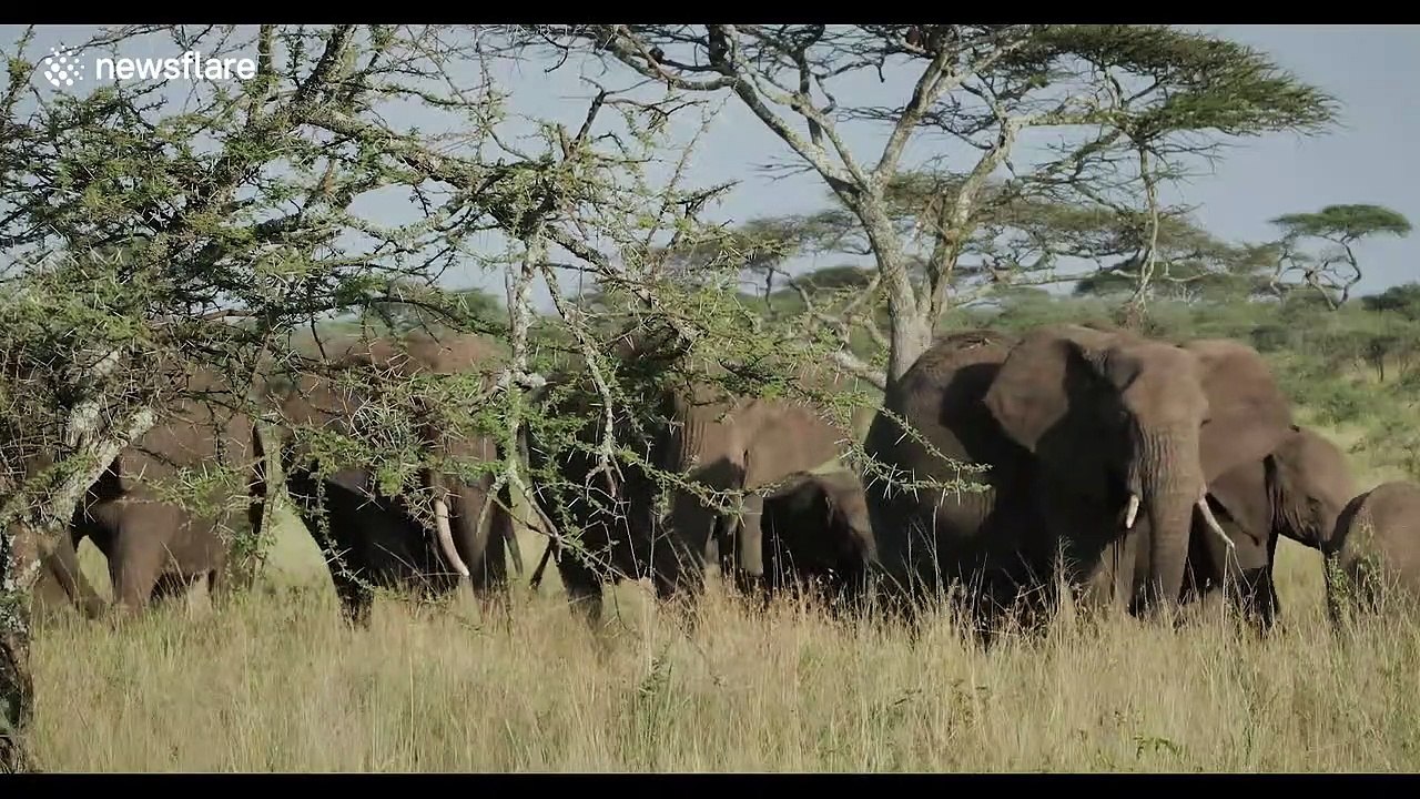 Photographer captures 'extraordinary scene' as elephants mourn deceased friend in Tanzania