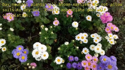 Callistephus (China Aster) Very Beautiful Flowers