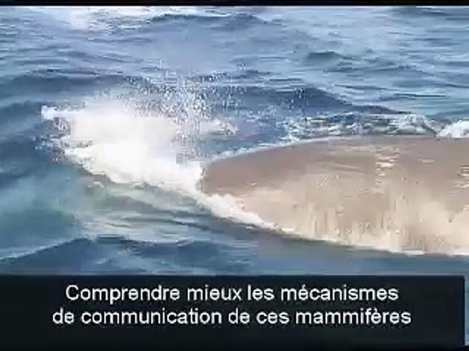 Le son de mer