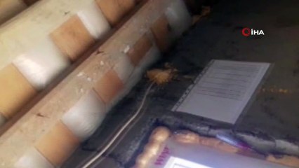 Yüksekova’da sarıkız örümceği bulundu