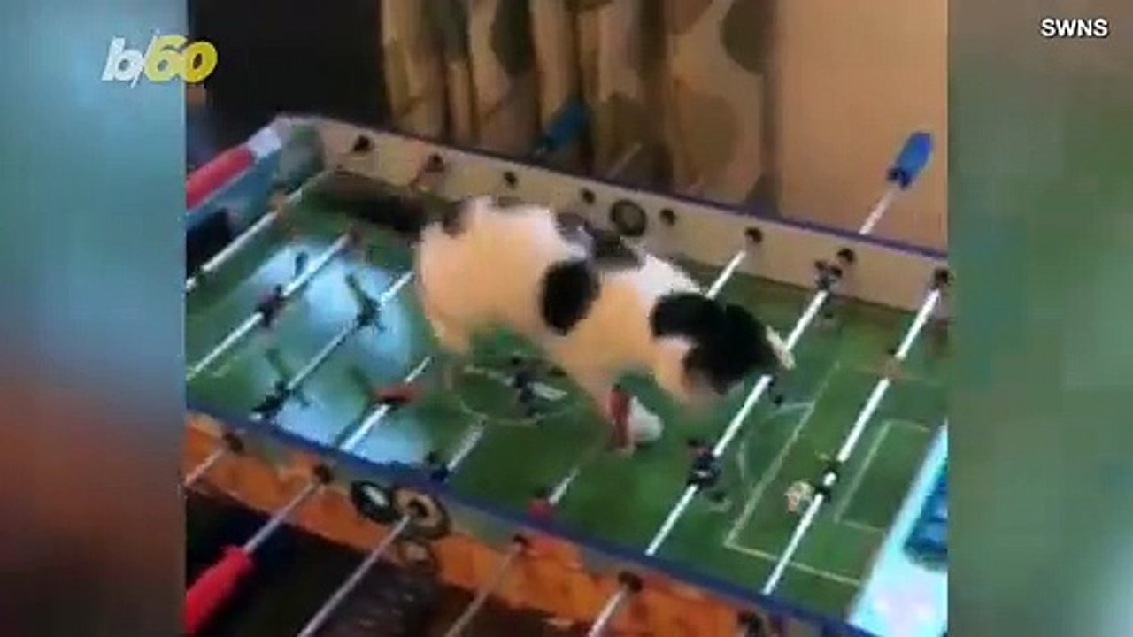 Kitten Caught on Camera Playing Foosball