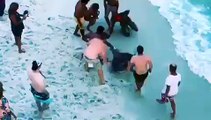Des hommes sauvent un requin marteau échoué sur une plage