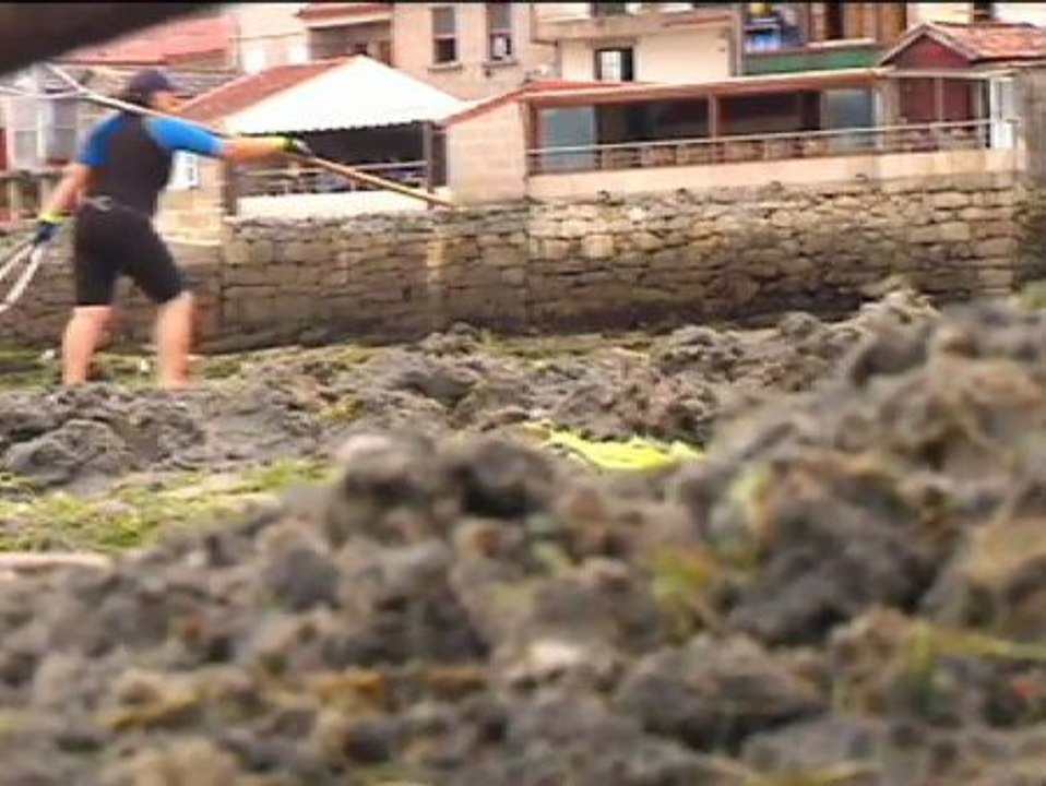 Las mariscadoras gallegas vuelven a faenar