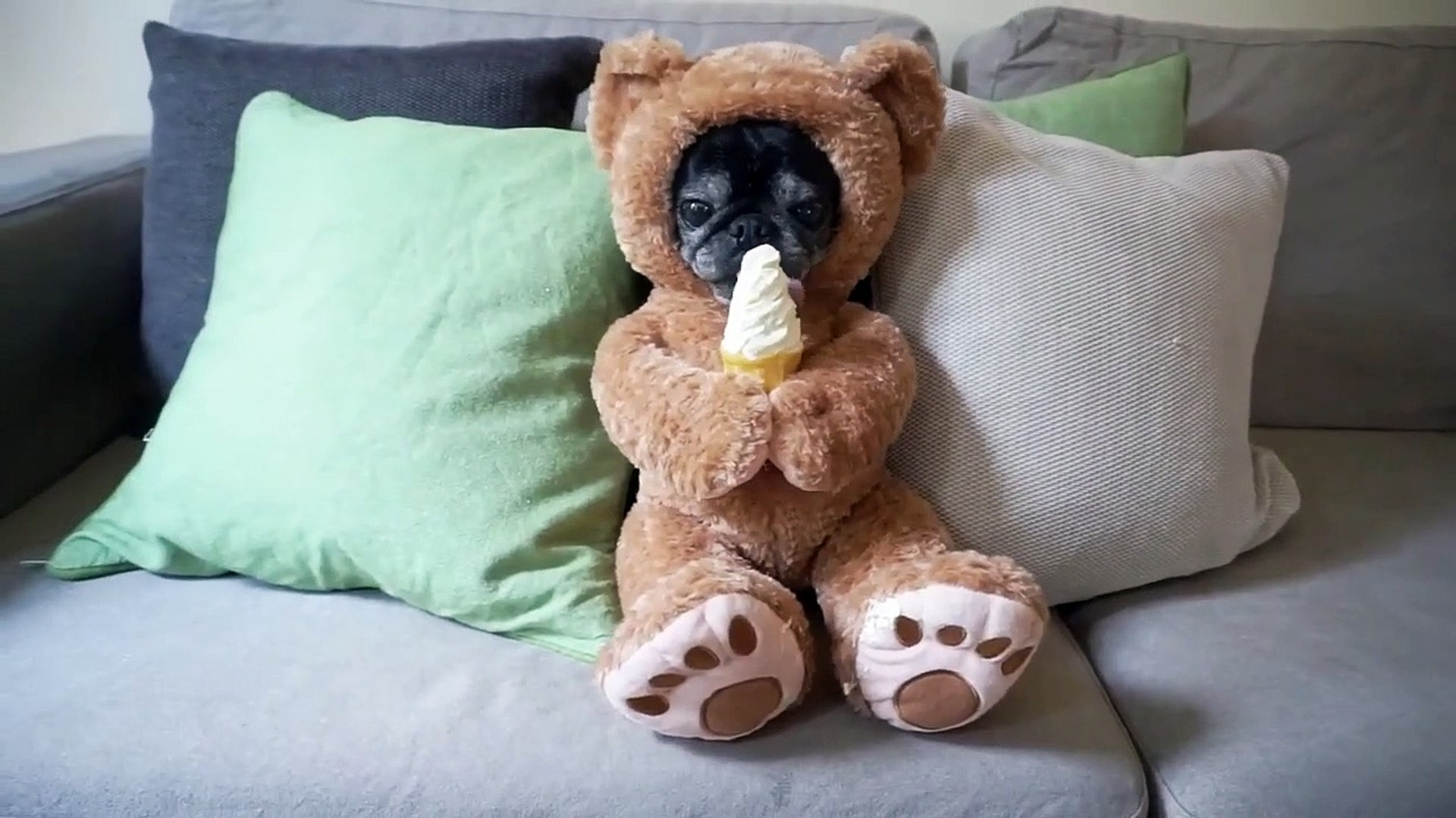 Un ours en peluche mange une glace - Vidéo Dailymotion