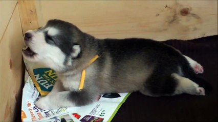 1ers hurlements d'un bébé malamute