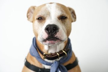 6 Tips to Know if You're Adopting an 'Aggressive' Dog Breed
