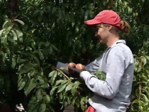 Los agricultores lamentan un descenso en los precios de sus cultivos