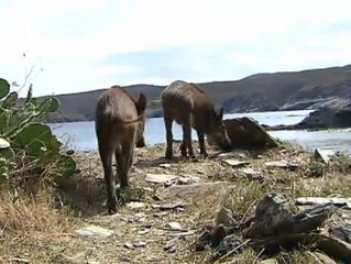 Una pareja de jabatos se convierte en la nueva atracción de Cadaqués