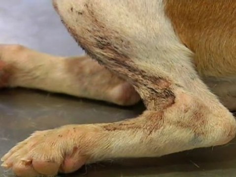 Roban doce perros para utilizarlos para peleas