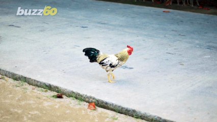 Officer Takes ‘Shell-Fie’ With Turtle After Reptile Blocks Parkway!