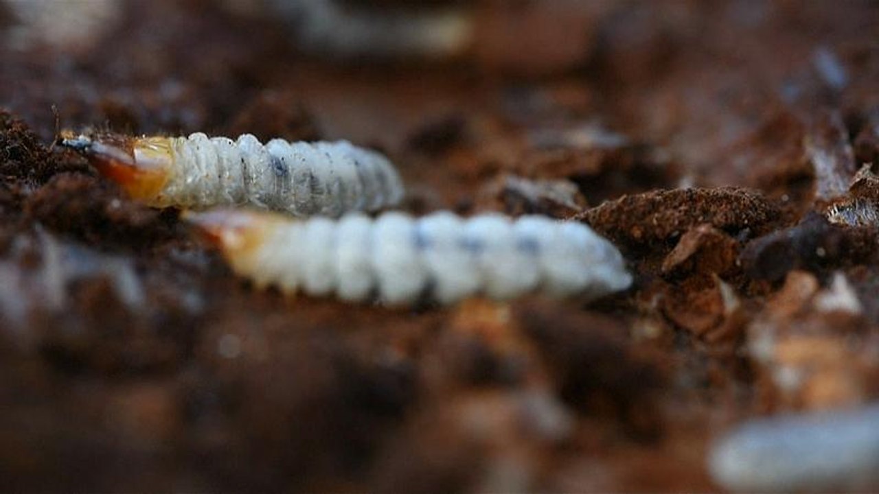 Thessaloniki: Große Schäden durch Borkenkäfer
