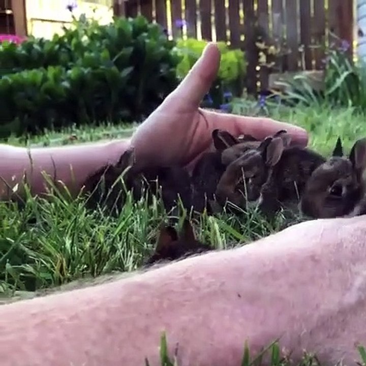 Il joue avec des bébés lapins dans son jardin !