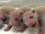 Primeros trillizos de oso panda que sobreviven al parto