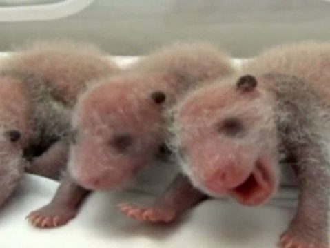 Primeros trillizos de oso panda que sobreviven al parto