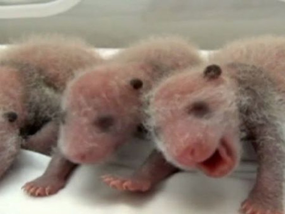 Primeros trillizos de oso panda que sobreviven al parto