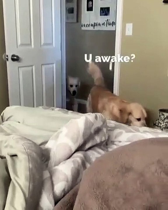 Ces chiens golden réveillent leur maître pour qu'il leur donne à manger. Trop chou !