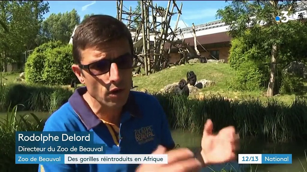 Zoo de Beauval : deux femelles gorilles vont être réintroduites en Afrique