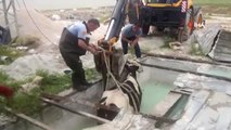 Siirt'te bir iş yerinin havuzuna düşen inek itfaiye ekiplerince kurtarıldı