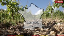 La route des vins : Languedoc