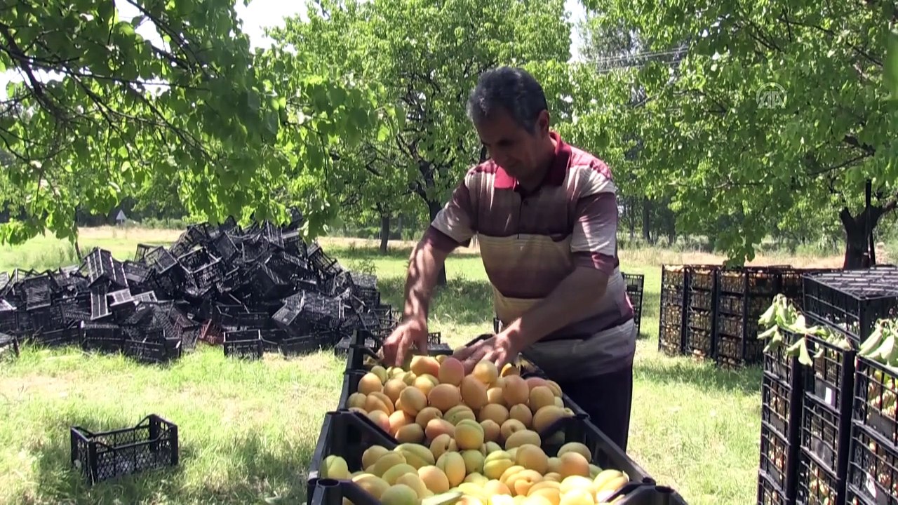 'Doğu'nun Çukurovası'nda kayısı hasadı yüz güldürdü - IĞDIR