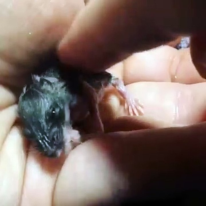 Cette petite souris a l'air si contente et ça fait plaisir à voir. Admirez !