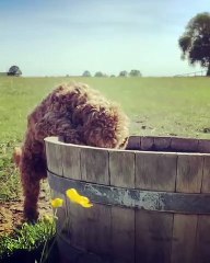 Ce chien a appris à son ami comment boire du seau. Si mignon !