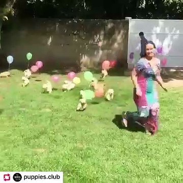 Au cas où vous vous demanderiez à quoi ressemblait le paradis, admirez ces chiots !