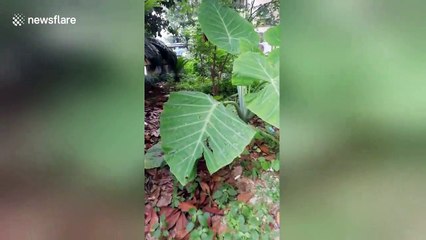 Rare scene of Elephant Ear blooming in China's Yichang